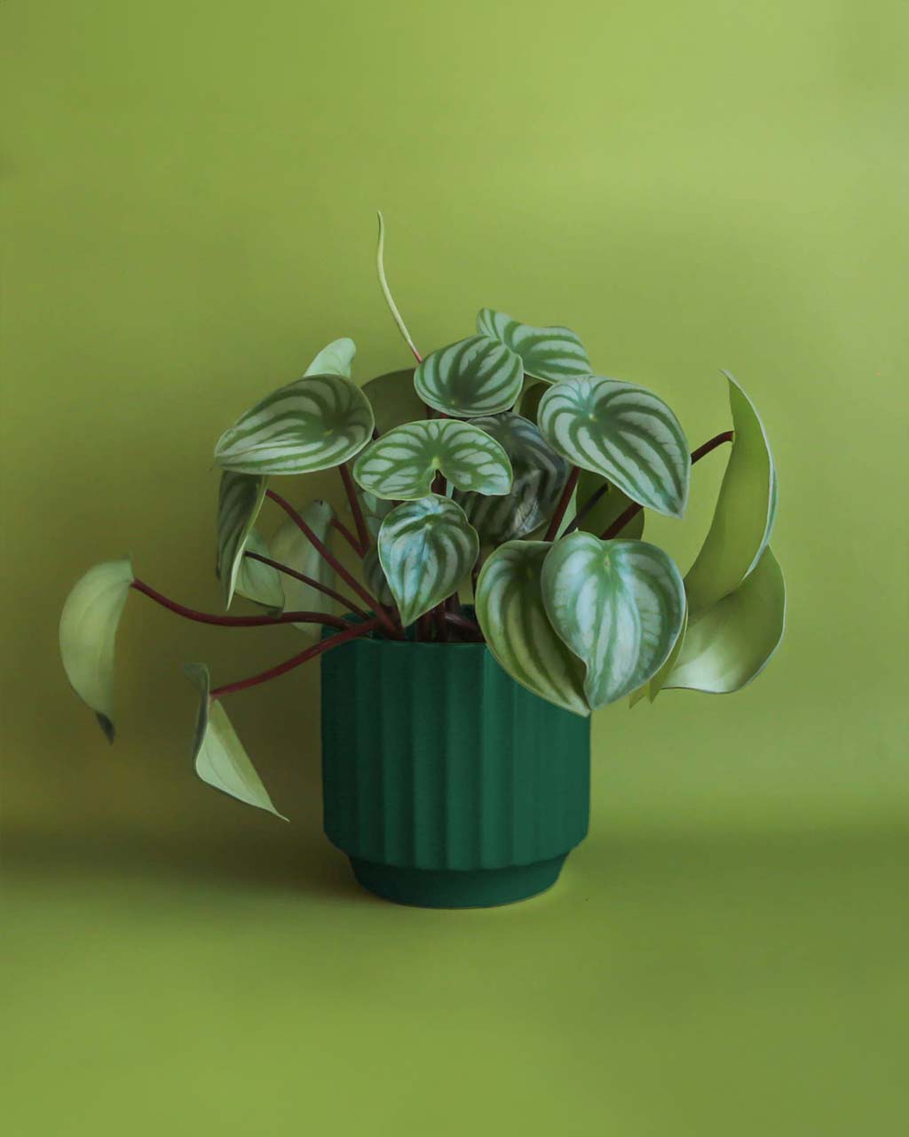 Monroe Planter - Rainforest